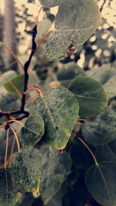 Photograph of leaves by Skye Lamour