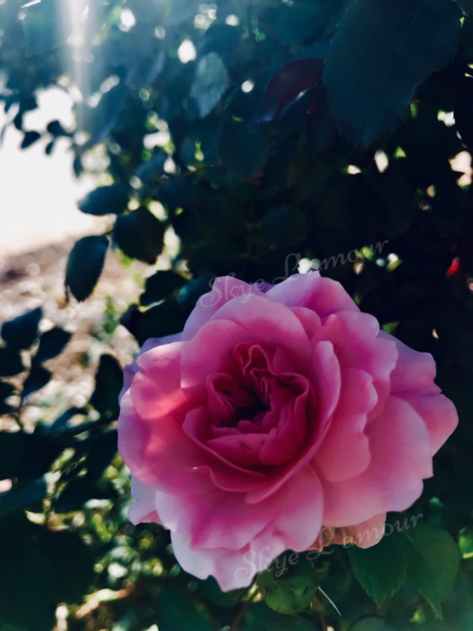 Photograph of a pink flower by Skye Lamour